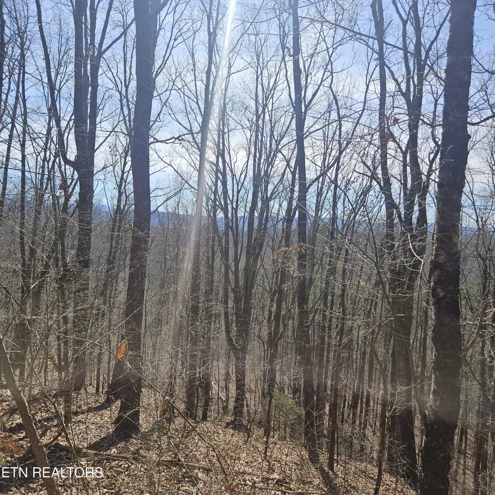 0 Lick Creek Rd Tellico Plains, TN 37385