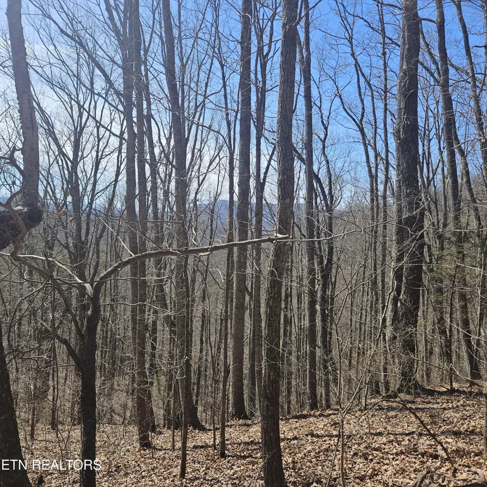 0 Lick Creek Rd Tellico Plains, TN 37385