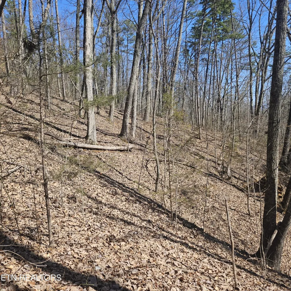 0 Lick Creek Rd Tellico Plains, TN 37385