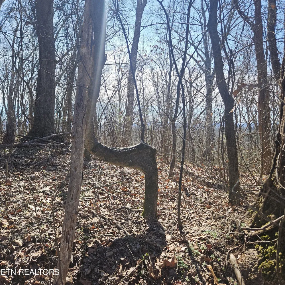 0 Lick Creek Rd Tellico Plains, TN 37385