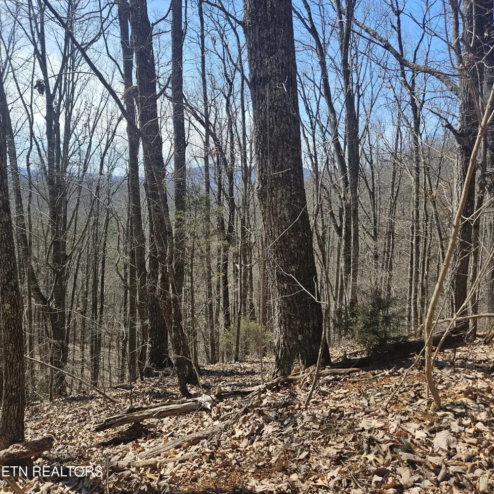0 Lick Creek Rd Tellico Plains, TN 37385