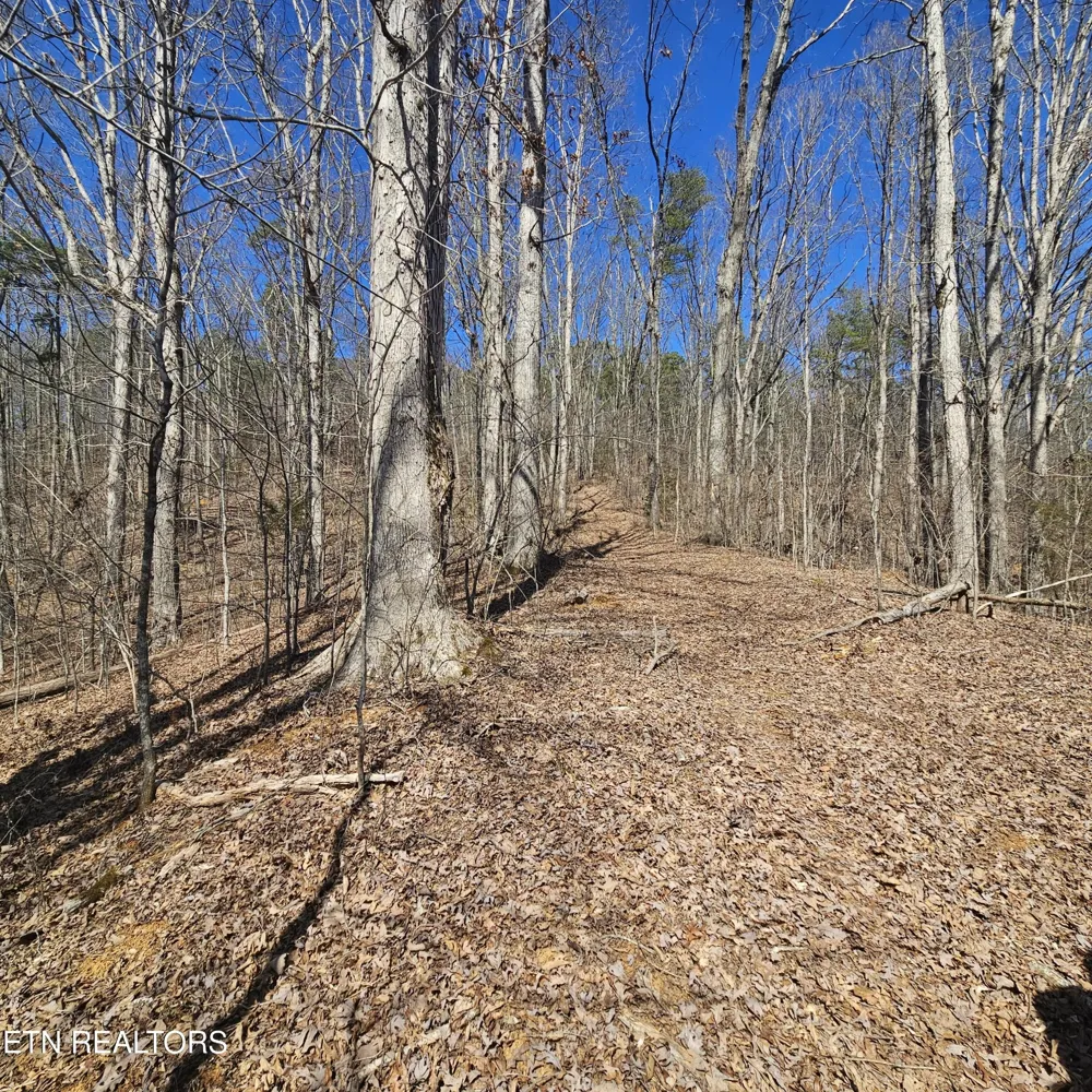 0 Lick Creek Rd Tellico Plains, TN 37385