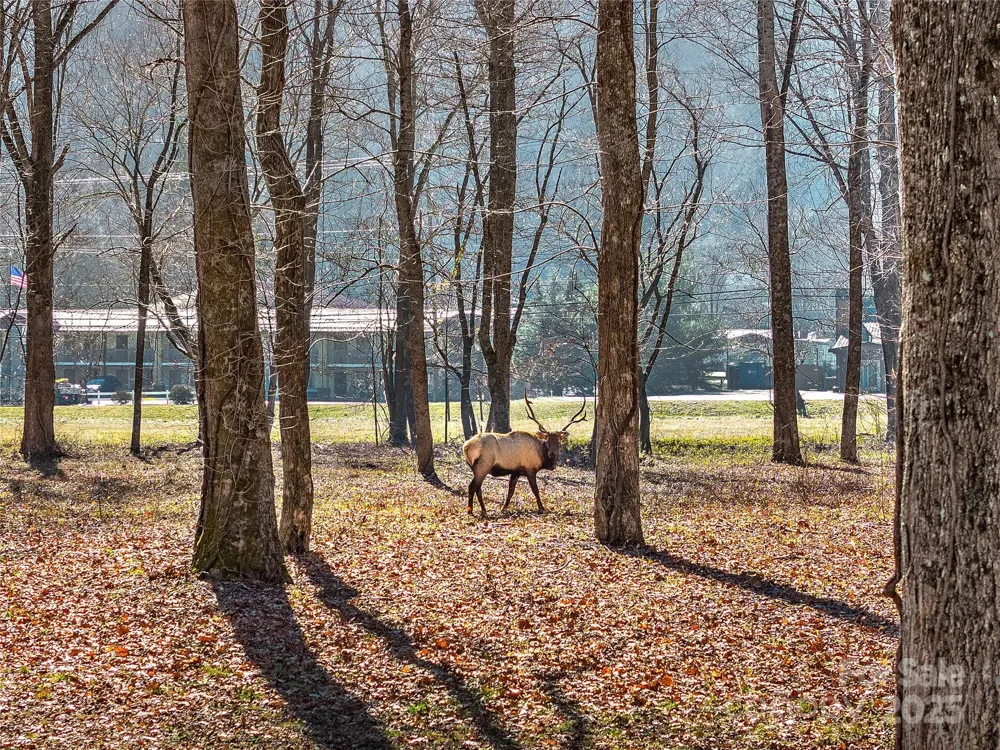74 Badd Lane Maggie Valley, NC 28751