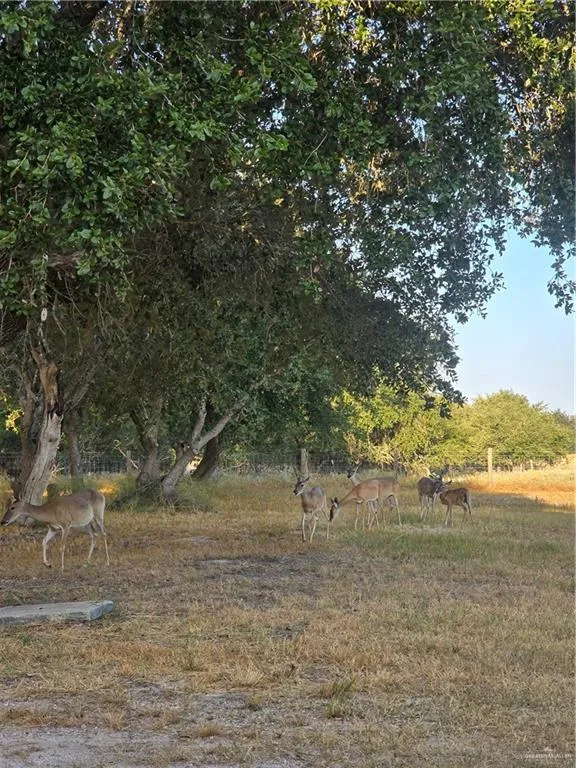 5185 CR 110 ROAD Falfurrias, TX 78355