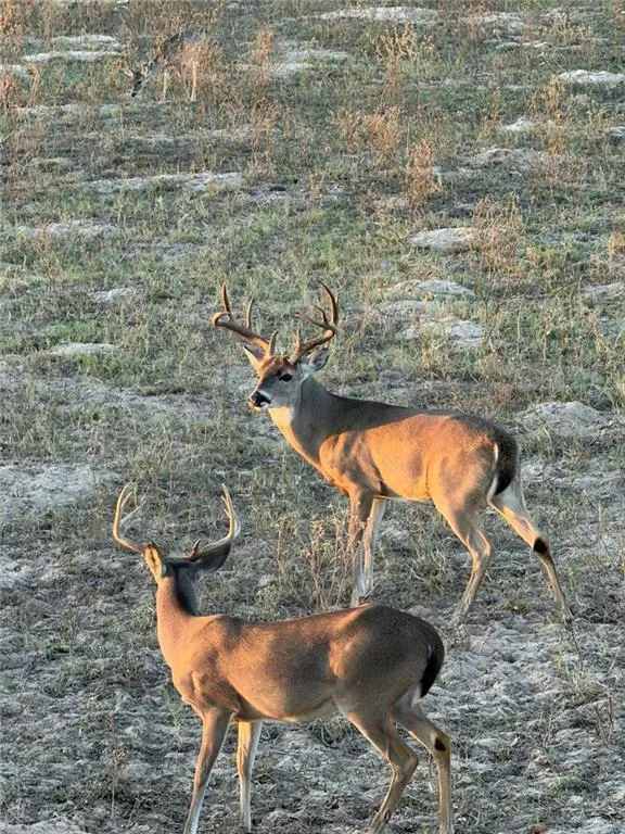 5185 CR 110 ROAD Falfurrias, TX 78355