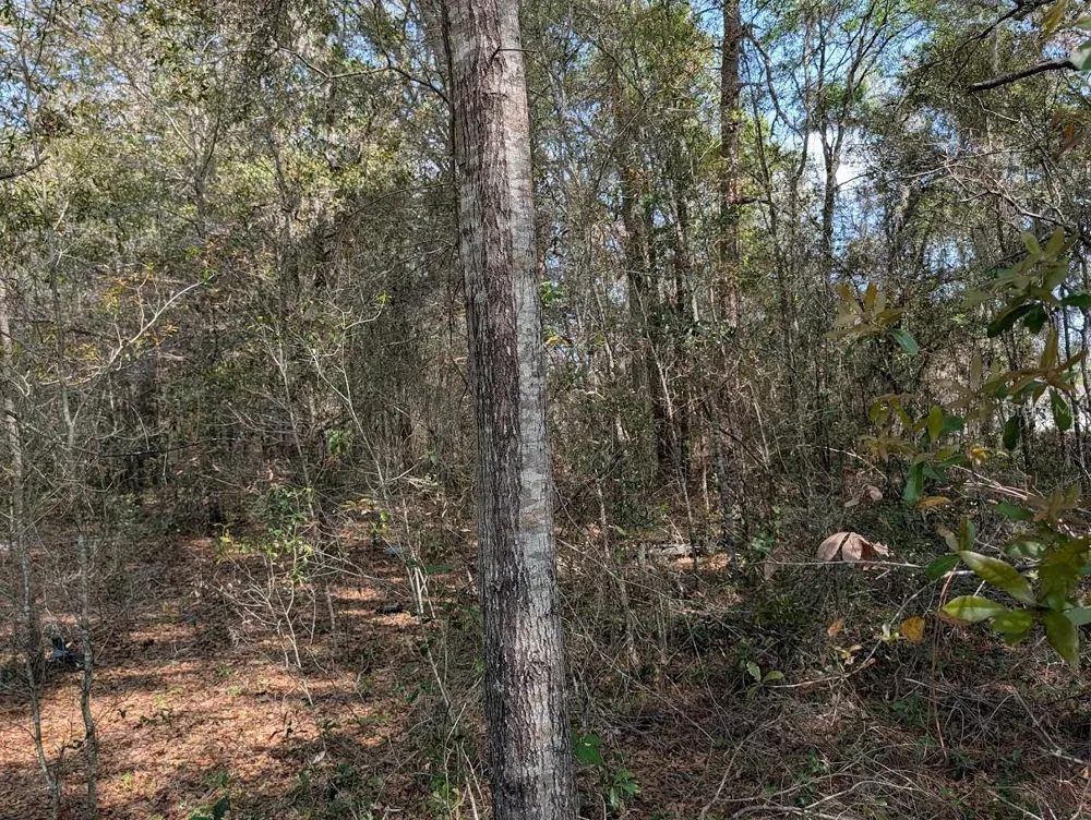 SW 30TH PLACE ocala, FL 34481