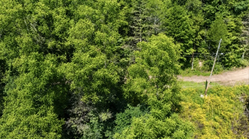 465 Halls Hollow Rd Smithville, TN 37166