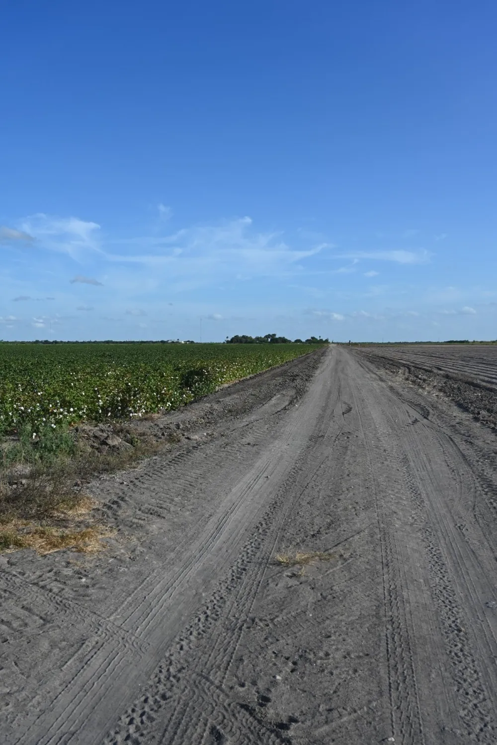 Mile 3 East Rd La Feria, TX 78570