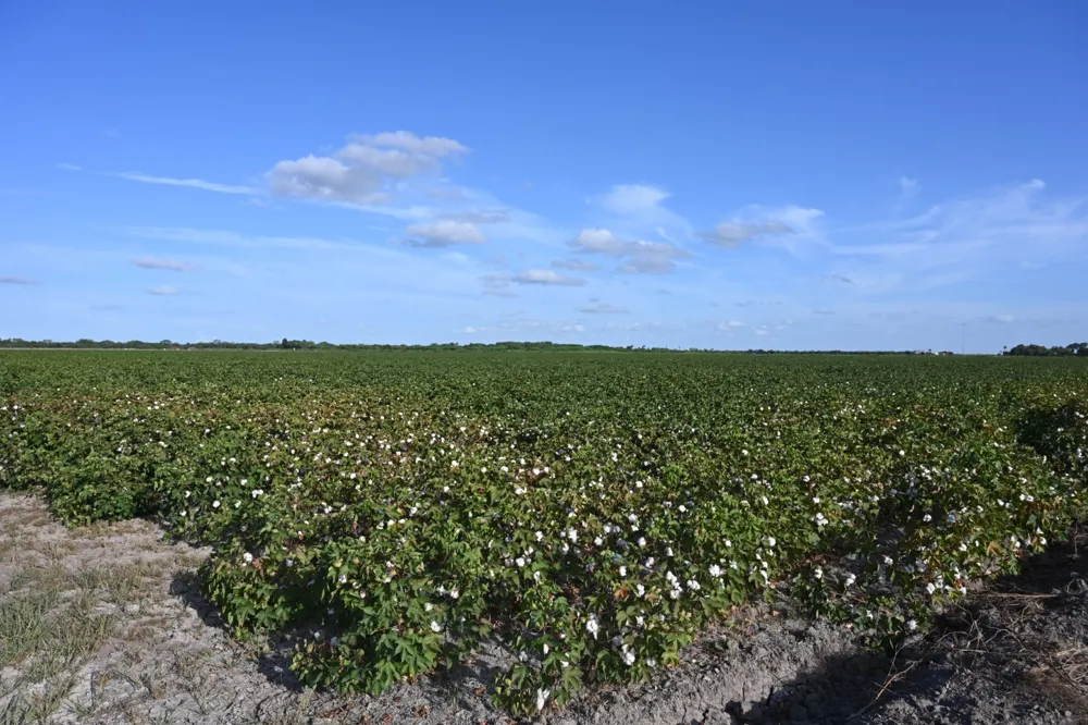 Mile 3 East Rd La Feria, TX 78570