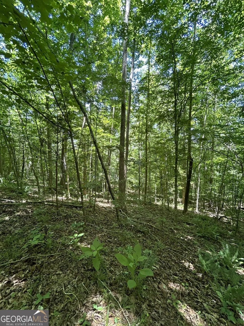 0 Sawtooth PL Carnesville, GA 30521