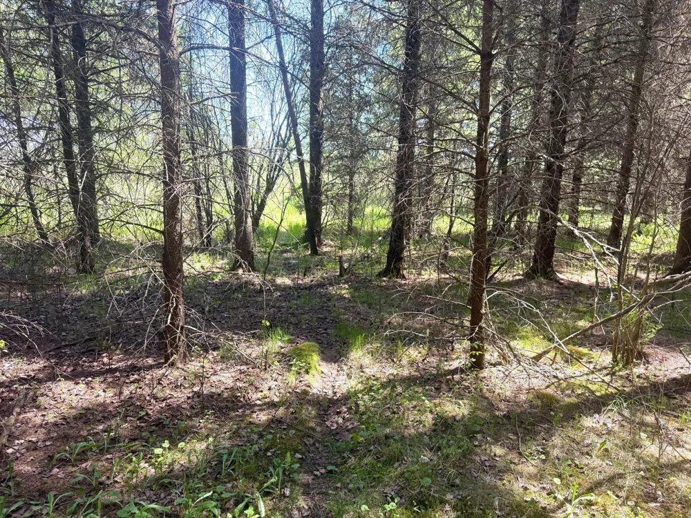 TBD- Parcel D Sleepy Hollow Road Brainerd, MN 56401