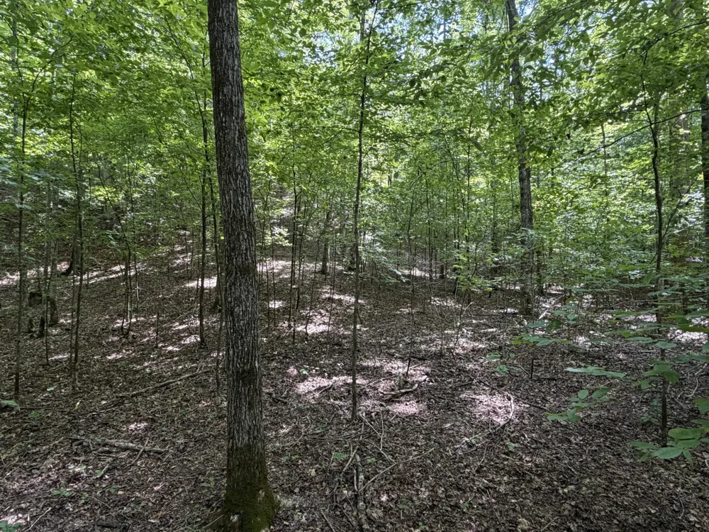 0 Deer Creek Rd Linden, TN 37096