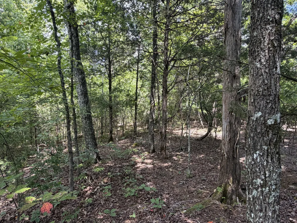 0 Deer Creek Rd Linden, TN 37096