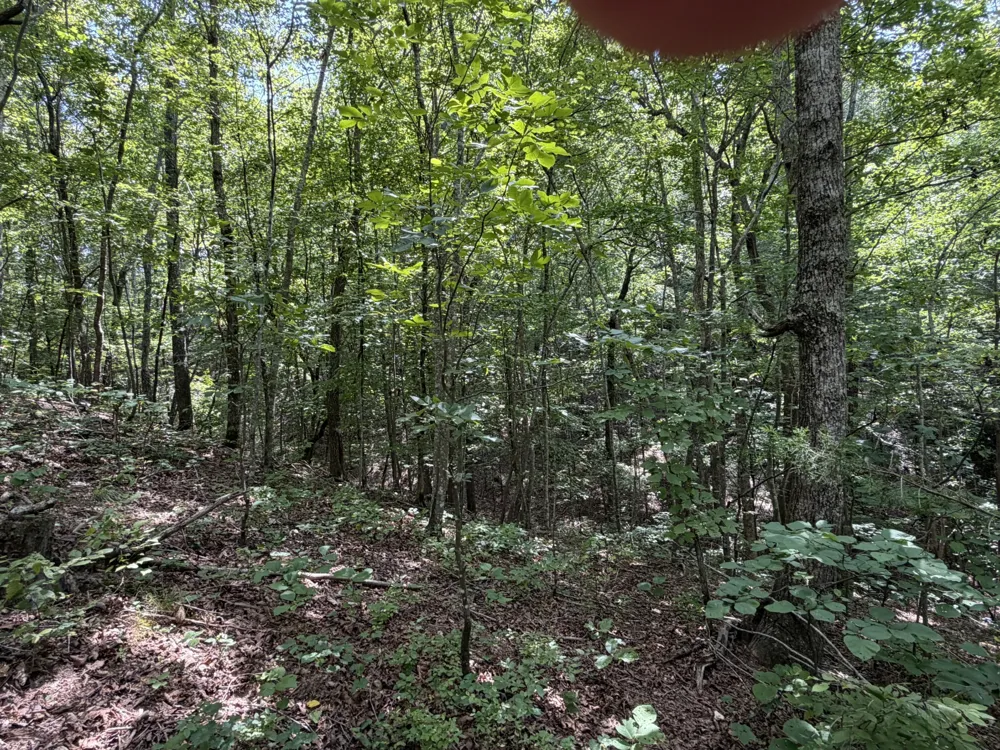 0 Deer Creek Rd Linden, TN 37096