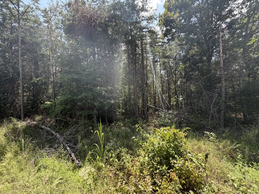 0 Louise Ln Linden, TN 37096