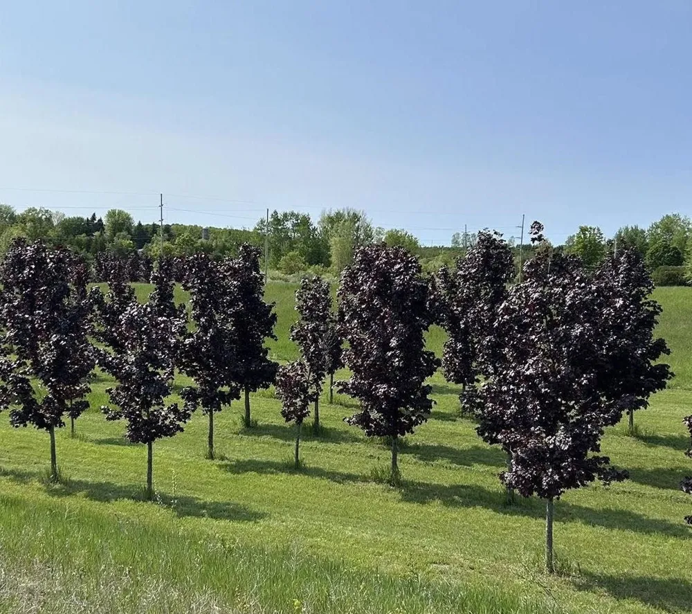 9390 S Lake Leelanau Drive Elmwood Charter Township, MI 49684