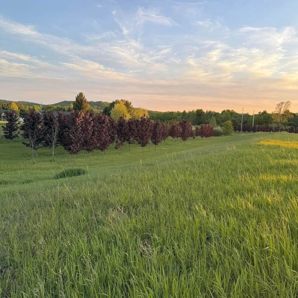 9390 S Lake Leelanau Drive Elmwood Charter Township, MI 49684