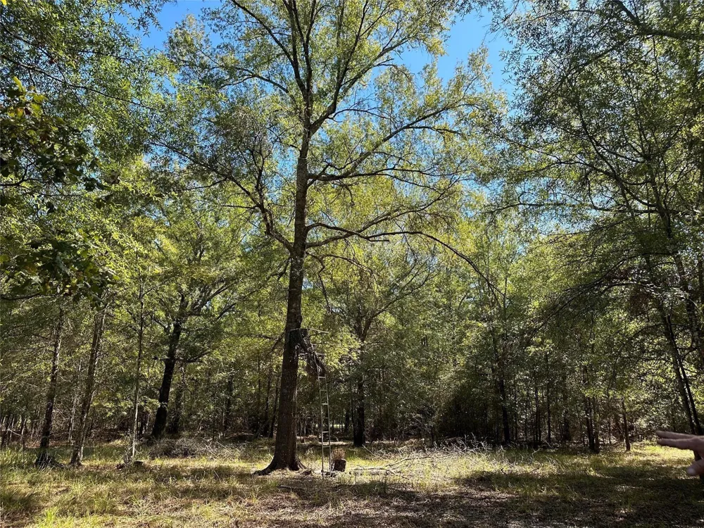 Somerset Trail Road Point Blank, TX 77364