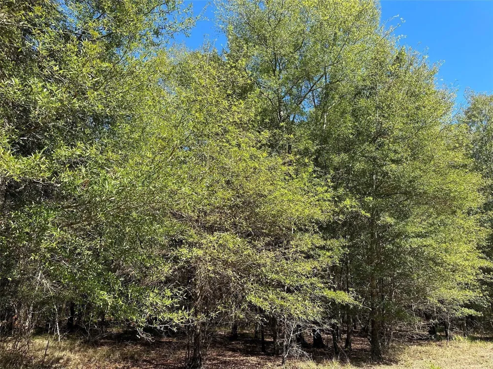 Somerset Trail Road Point Blank, TX 77364