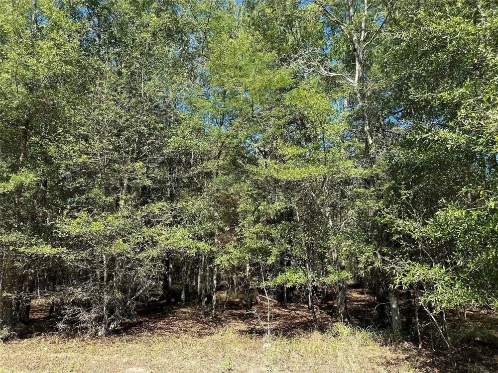 Somerset Trail Road Point Blank, TX 77364