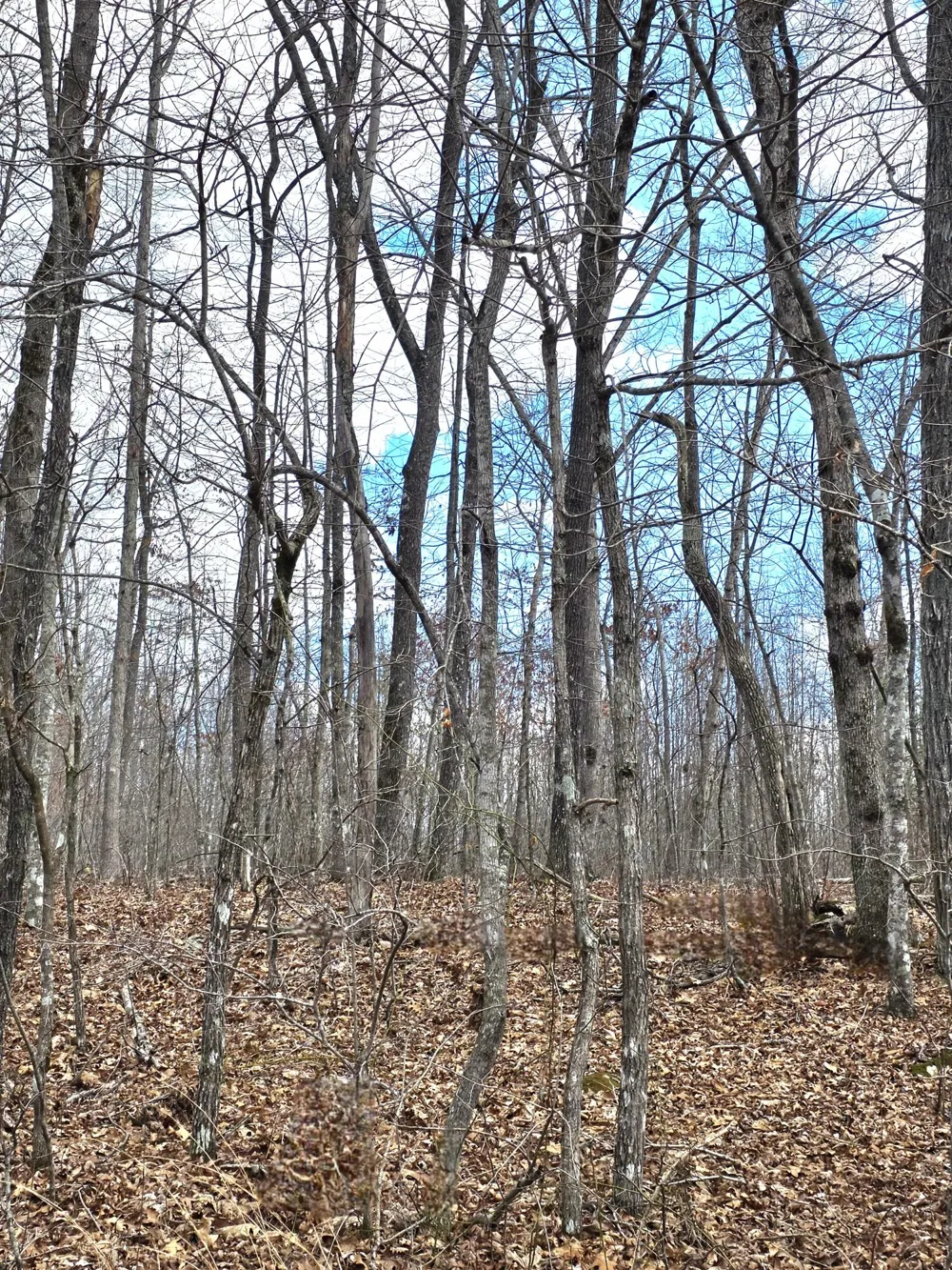 Diane Circle Crossville, TN 38572