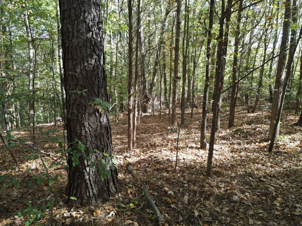 2 Copper Spring Road Springville, TN 38256