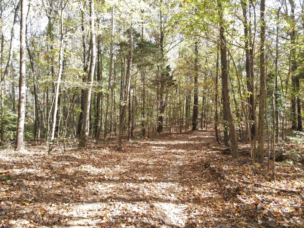 2 Copper Spring Road Springville, TN 38256