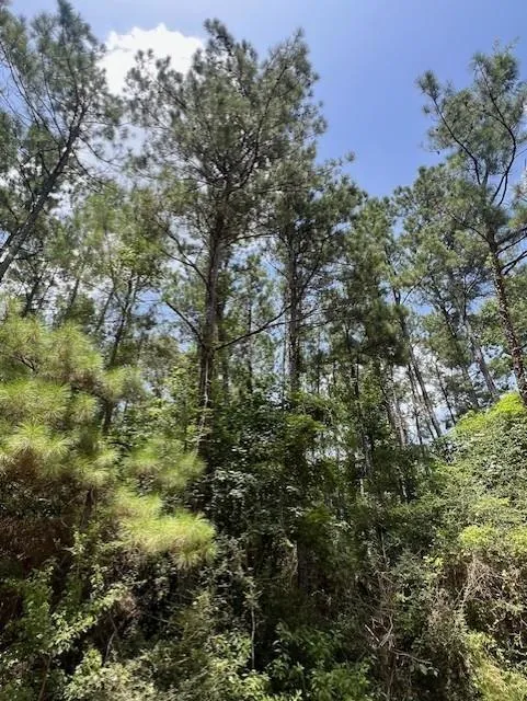 Camp Seale Rd Livingston, TX 77351