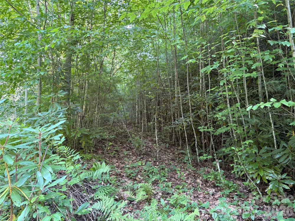 00 Early Frost Place #98 Waynesville, NC 28785