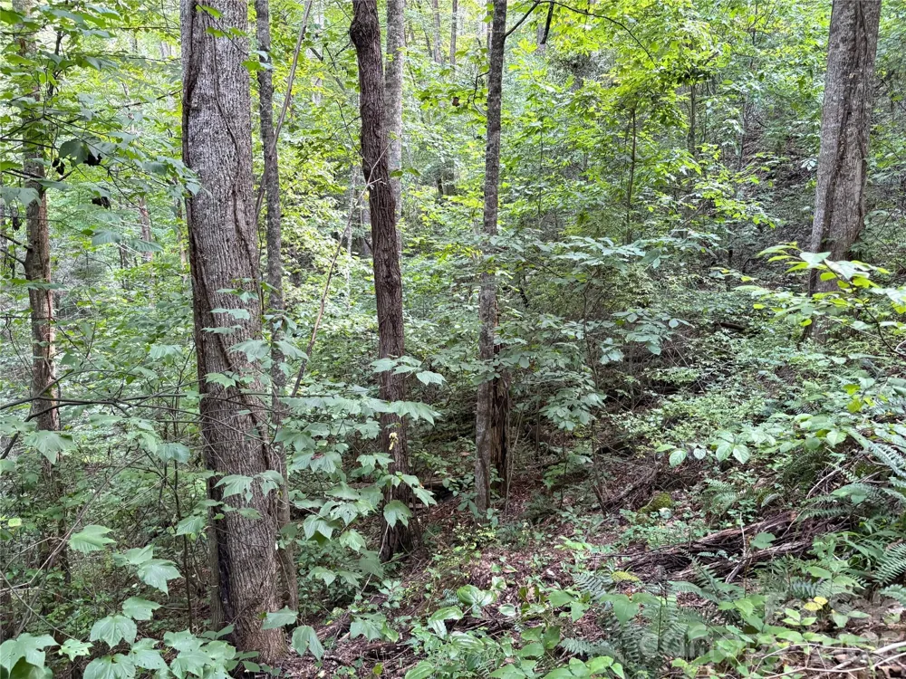 00 Early Frost Place #98 Waynesville, NC 28785