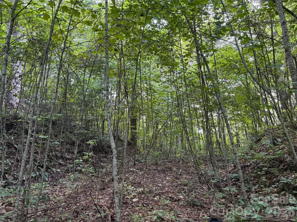 00 Early Frost Place #98 Waynesville, NC 28785
