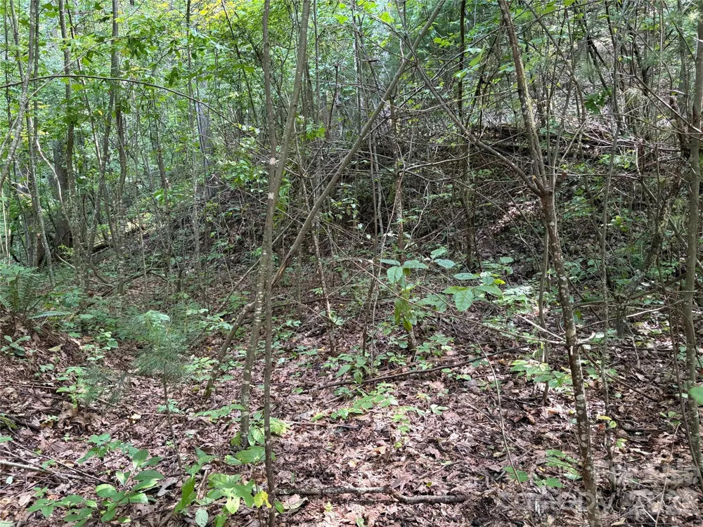 00 Early Frost Place #98 Waynesville, NC 28785