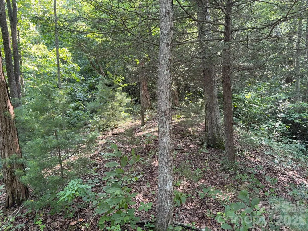 00 Early Frost Place #98 Waynesville, NC 28785