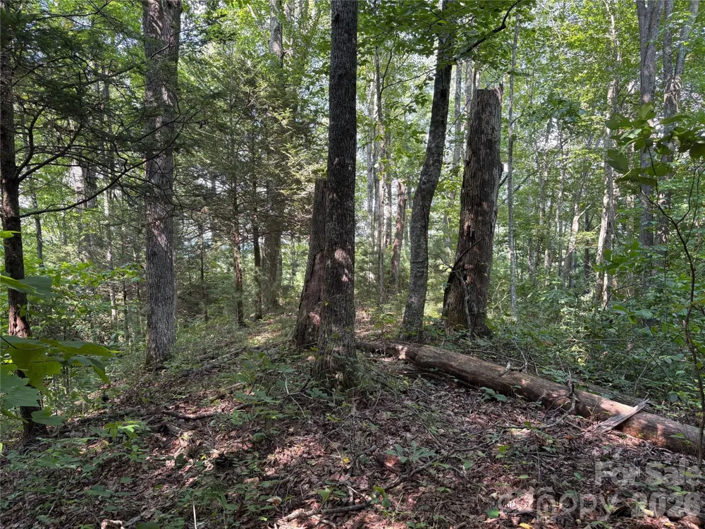 00 Early Frost Place #98 Waynesville, NC 28785