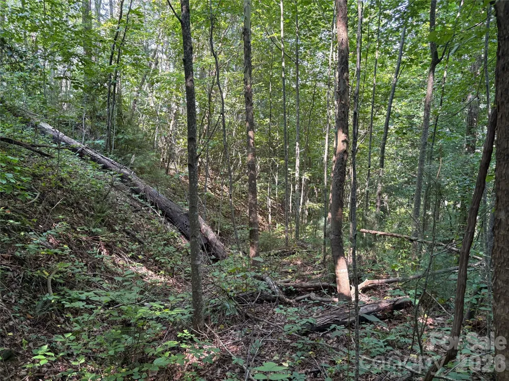 00 Early Frost Place #98 Waynesville, NC 28785