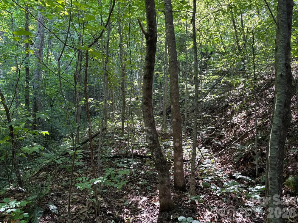 00 Early Frost Place #98 Waynesville, NC 28785