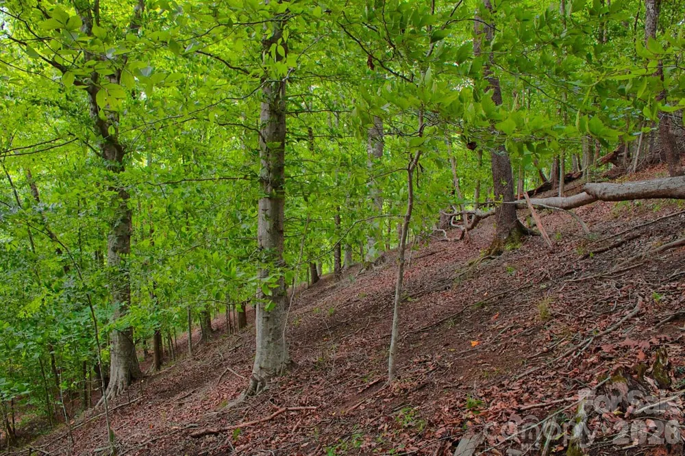 0 Cross Creek Drive #136+136A Rutherfordton, NC 28139