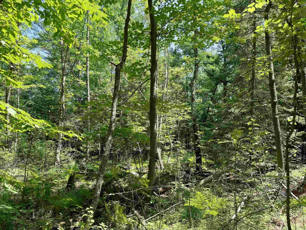 6478 Deepwater Point Acme Township, MI 49690