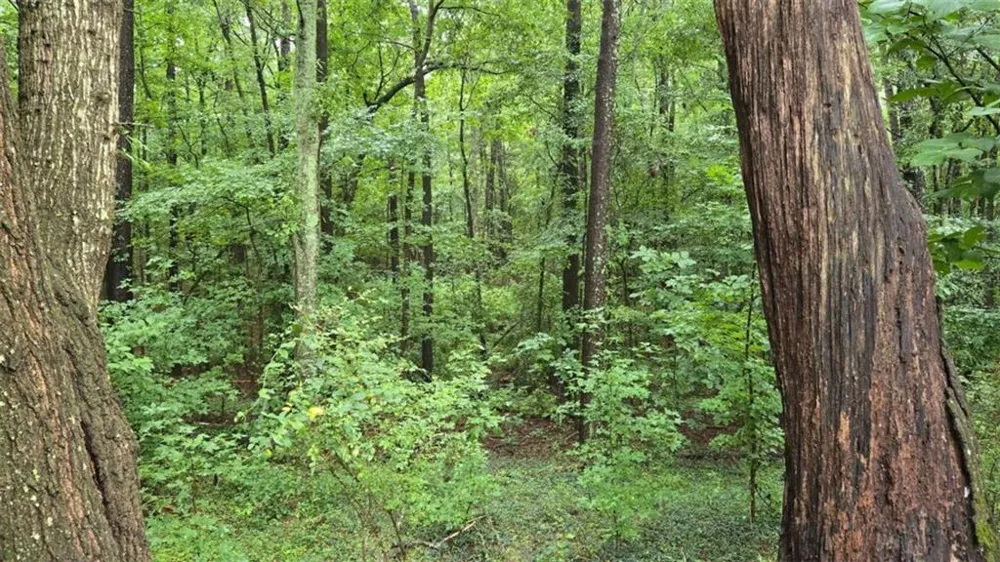 0 Bob Holman Road Athens, GA 30607