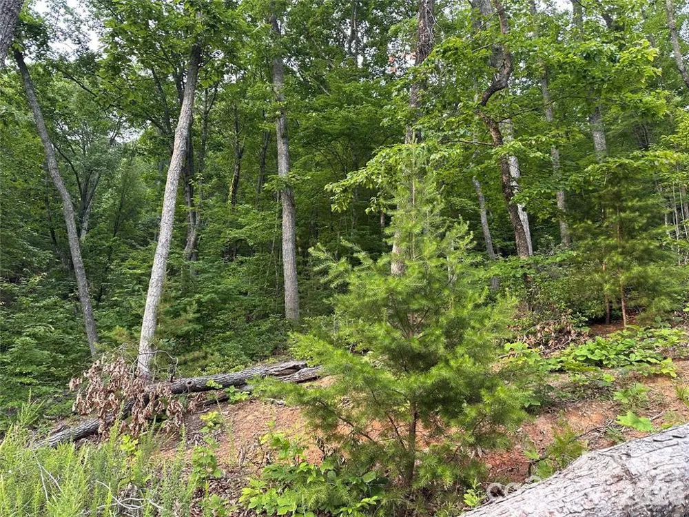 0 Golden Ridge Drive Lake Lure, NC 28746