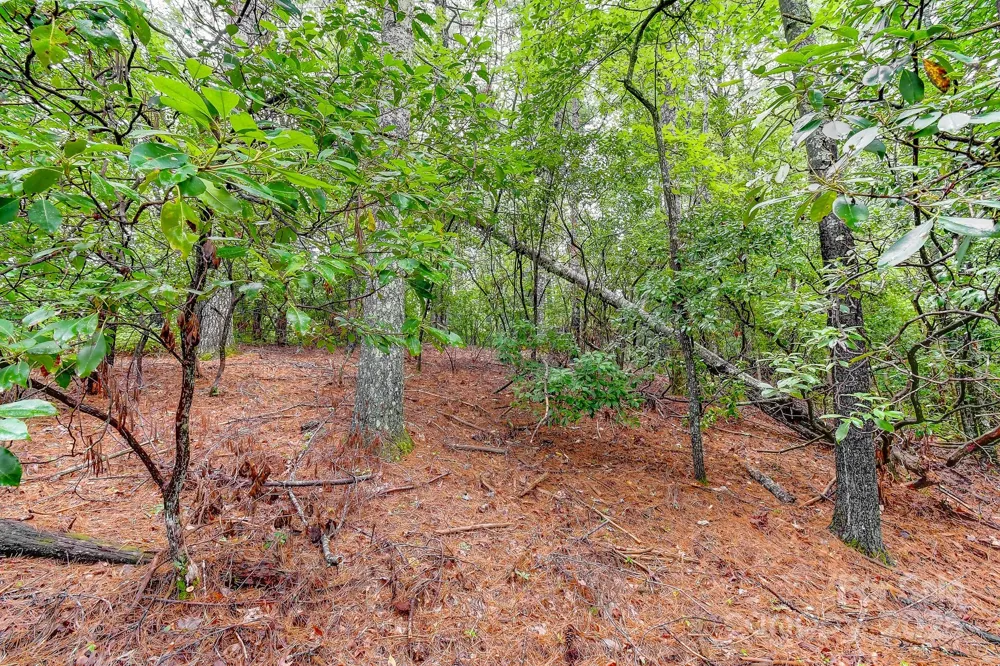 99999 Thunder Road Brevard, NC 28712