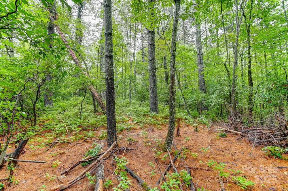 99999 Thunder Road Brevard, NC 28712