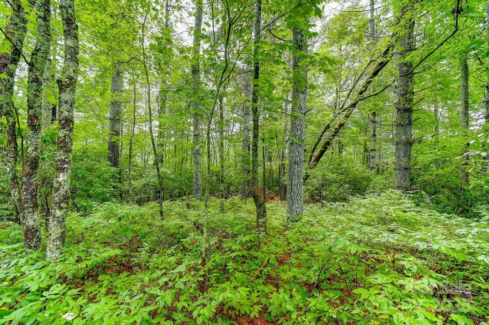 99999 Thunder Road Brevard, NC 28712