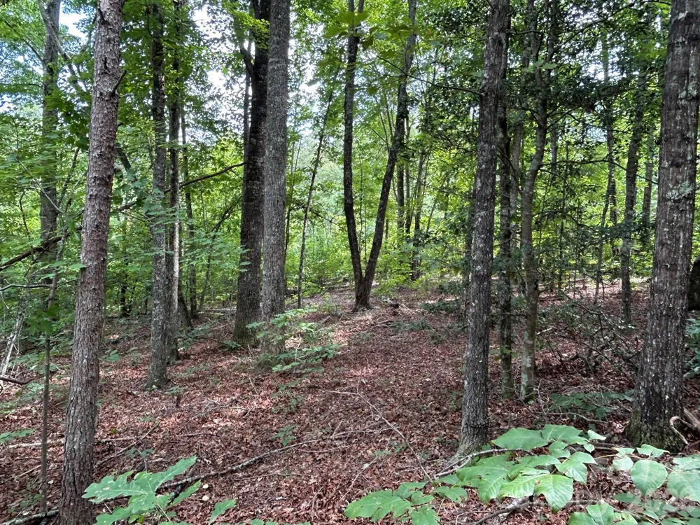 V/L Lotus Drive #19 Nebo, NC 28761