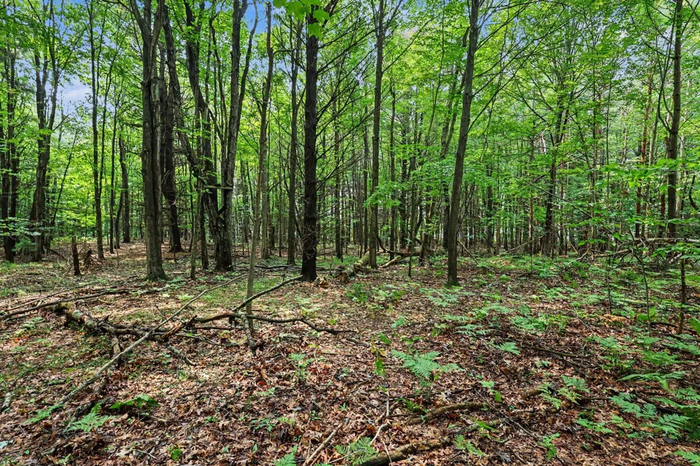 Blair Street West Olive, MI 49460