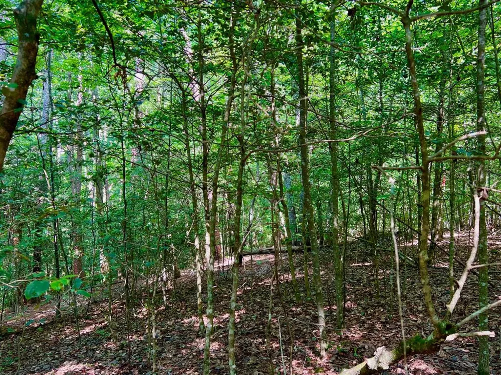 #2 Afton Road Dawsonville, GA 30534