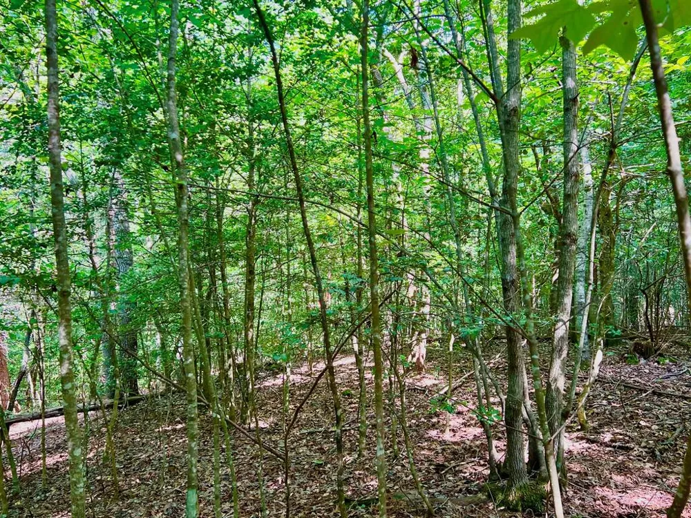 #2 Afton Road Dawsonville, GA 30534
