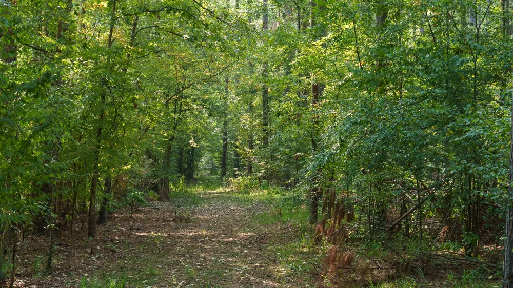 Cr 461 Laneville, TX 75667