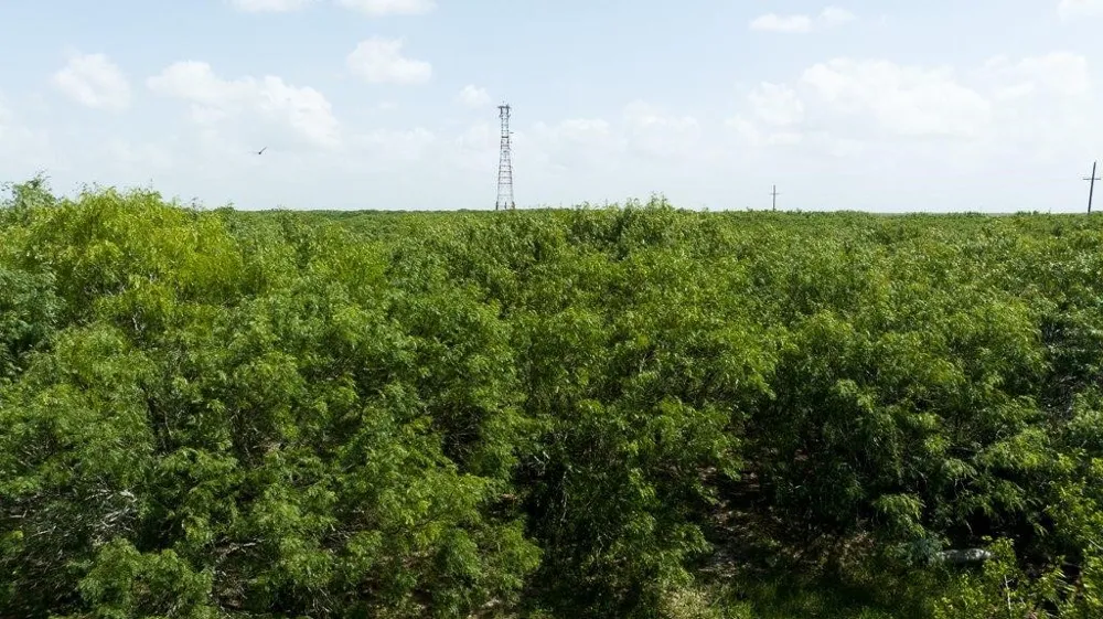 Gin Road Bayside, TX 78340