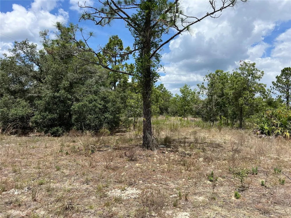 3323 W HAMPSHIRE BOULEVARD Citrus Springs, FL 34433